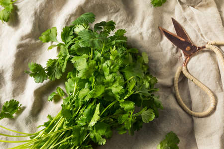 Raw Green Organic Cilantro Bunch Ready to Cook Withの写真素材