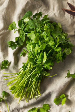 Raw Green Organic Cilantro Bunch Ready to Cook Withの写真素材