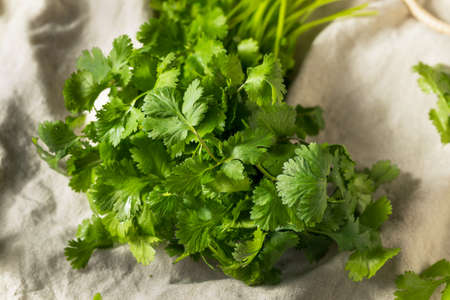 Raw Green Organic Cilantro Bunch Ready to Cook Withの写真素材
