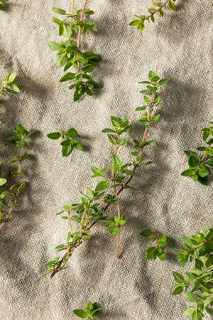 Raw Green Organic Thyme Herb in a Bunch