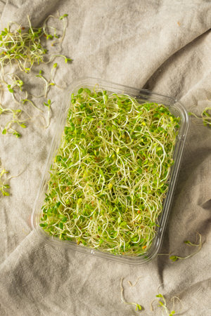 Organic Green Raw Alfalfa Sprouts in a Containerの写真素材