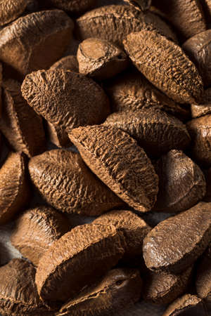 Raw Brown Organic Brazil Nuts in the Shellの写真素材