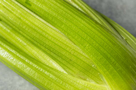 Raw Green Organic Celery Stalks in a Bunch