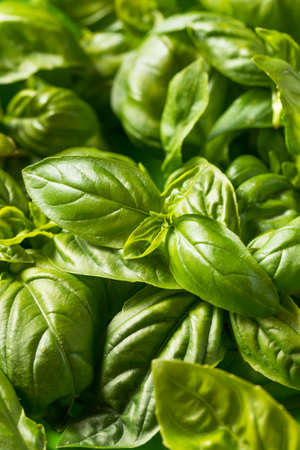 Raw Green Organic Italian Basil Leaves Ready to Cook With