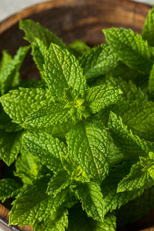 Healthy Organic Raw Mint Leaves in a Bunch