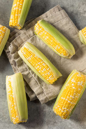 Raw Organic Yellow Sweet Corn on the Cob Ready to Cook