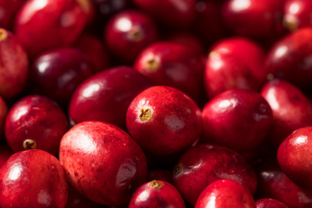 Raw Red Organic Fresh Cranberries in a Bowlの写真素材