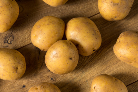 Homemade Raw Yellow Potatoes in a Bunchの写真素材