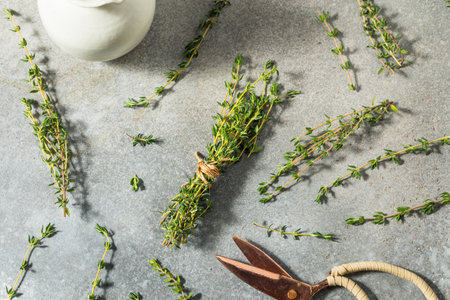 Raw Green Organic Fresh Thyme in a Bunchの写真素材