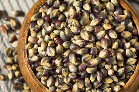 Dry Organic Purple Popcorn Kernels in a Bowl