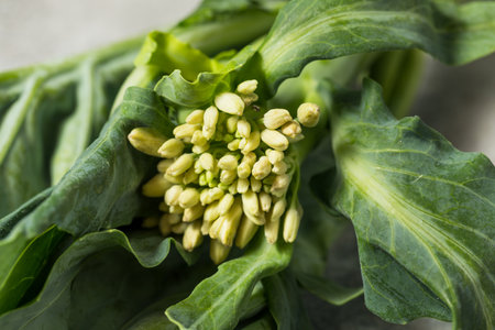 Raw Green Organic Asian Chinese Broccoli Ready to Cookの写真素材