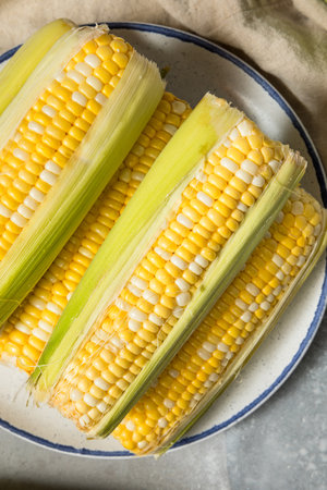 Multi Colored Sweet Corn on the Cob Ready to Cook