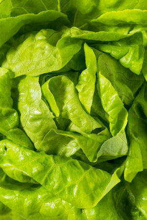 Organic Green Butterhead Lettuce Ready to Eatの写真素材