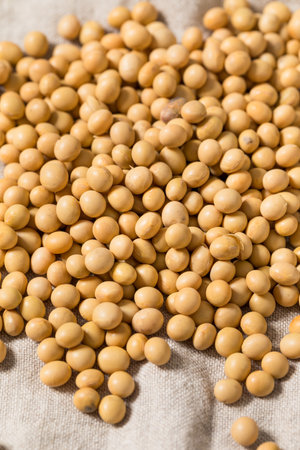 Dry Organic Raw Soy Beans in a Bowlの写真素材