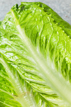 Organic Green Romaine Lettuce Head Ready to Cutの写真素材