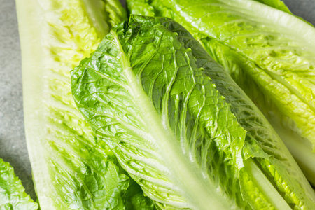 Organic Green Romaine Lettuce Head Ready to Cutの写真素材