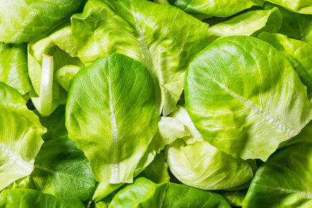Raw Green Organic Butterhead Lettuce Ready to Eatの写真素材