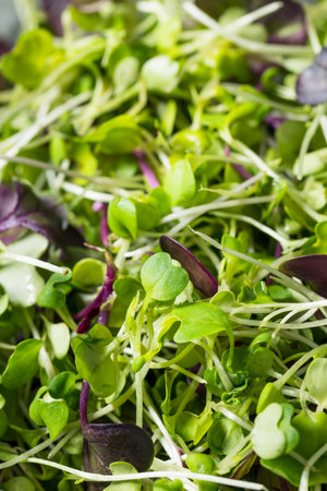 Organic Raw Green Microgreens in a Bowl Ready to Eatの写真素材
