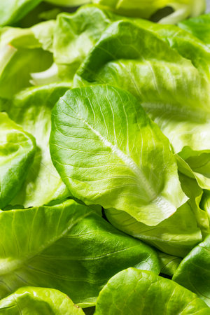 Raw Green Organic Butterhead Lettuce Ready to Eat