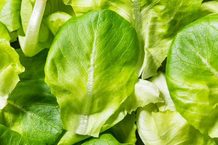 Raw Green Organic Butterhead Lettuce Ready to Eatの写真素材