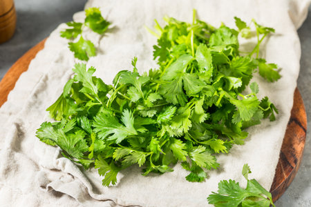 Organic Raw Green Cilantro Herbs in a Bunchの写真素材