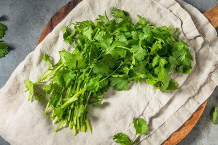 Organic Raw Green Cilantro Herbs in a Bunch