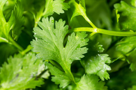 Organic Raw Green Cilantro Herbs in a Bunchの写真素材