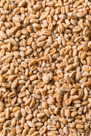 Organic Raw Dry Farro Grain in a Bowl