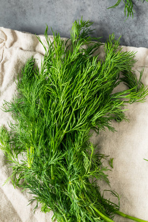 Raw Organic Green Dill Herb to Use for Cooking