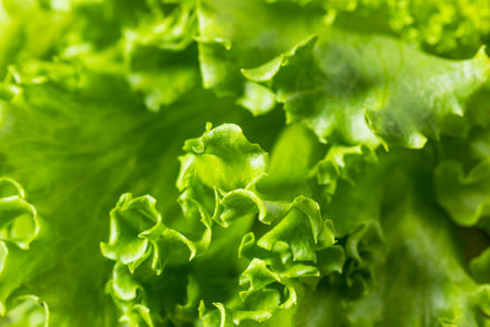 Raw Organic Fresh Baby Green Leaf Lettuce in a Bunch