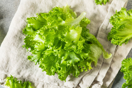 Raw Organic Fresh Baby Green Leaf Lettuce in a Bunchの写真素材