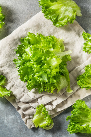 Raw Organic Fresh Baby Green Leaf Lettuce in a Bunchの写真素材