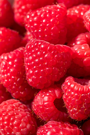 Organic Raw Red Raspberries Ready to Eat
