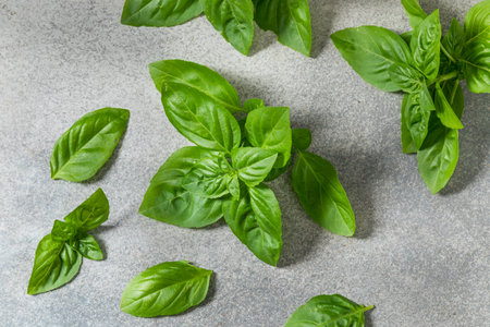 Organic Raw Green Basil Leaves Ready to Cook With