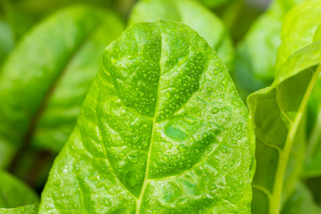 Organic Healthy Rainbow Swiss Chard Growing in a Gardenの写真素材