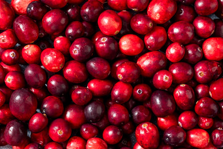 Healthy Organic Red Raw Cranberries in a Bowlの写真素材