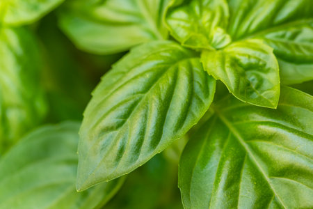 Raw Green Organic Basil Leaves in the Gardenの写真素材