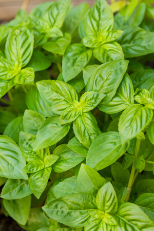 Raw Green Organic Basil Leaves in the Garden