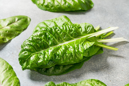 Organic Raw Rainbow Swiss Chard Ready to Cook Withの写真素材