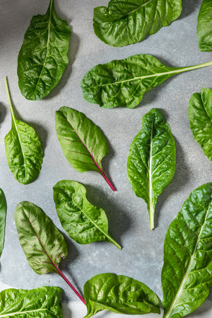 Organic Raw Rainbow Swiss Chard Ready to Cook Withの写真素材