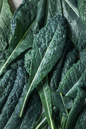 Healthy Italian Lacinato Dinosaur Kale in a Bunchの写真素材