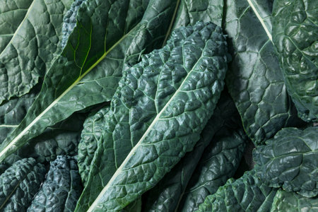 Healthy Italian Lacinato Dinosaur Kale in a Bunch