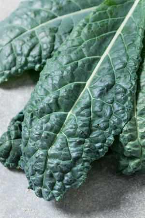 Healthy Italian Lacinato Dinosaur Kale in a Bunch