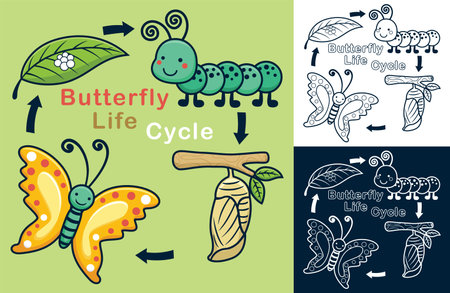Vector cartoon of funny butterfly life cycle illustrationのイラスト素材