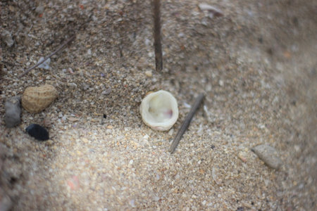 Shells in the sand. Close up of seashells in the sand.