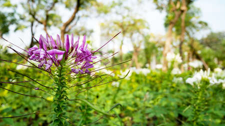 Purple flower and green leaf in the garden.の写真素材
