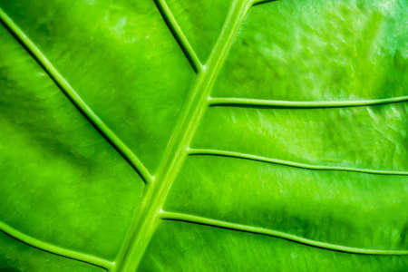 Green leaf in the forest.の写真素材