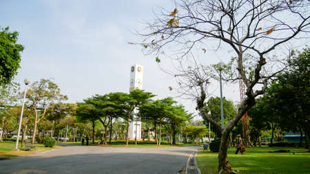 walkway in the park with trees forest