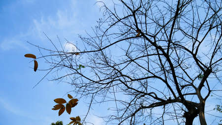 a tree with green leaf and blue sky in the park