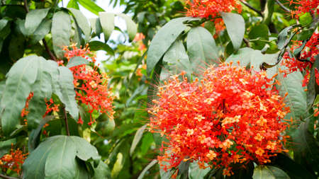 spike flowers  with green leavesの写真素材